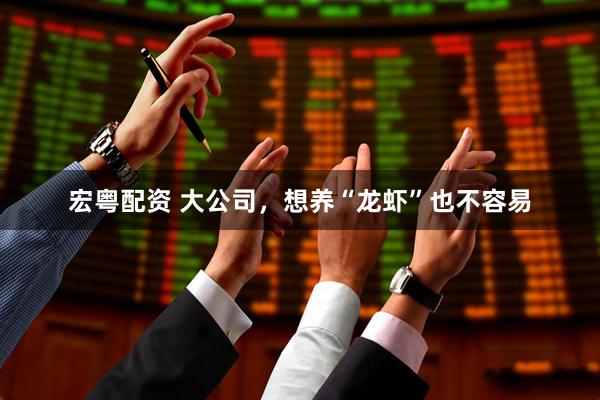 宏粤配资 大公司，想养“龙虾”也不容易